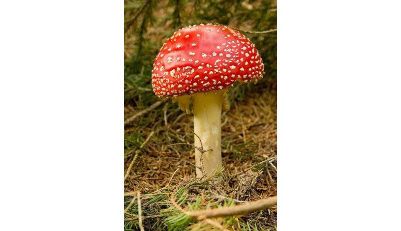 Penzion Havelka Železná Ruda